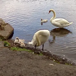 Island Grove Park - Abington