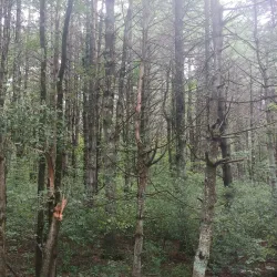 Bruce Freeman Rail Trail - Acton