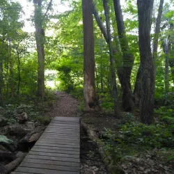 Great Hill Conservation Land - Acton