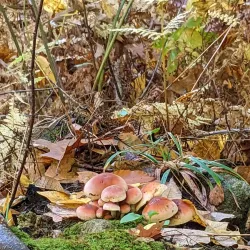 Great Hill Conservation Land - Acton