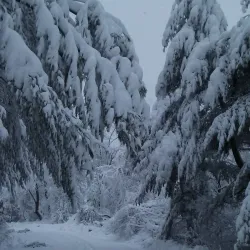 Iron Work Farm Conservation Land - Acton