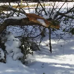 Iron Work Farm Conservation Land - Acton
