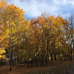 Ringer Park - Allston