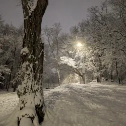 Ringer Park - Allston