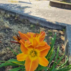 Union Square - Allston