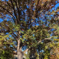 Emily Dickinson Museum - Amherst