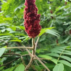 Fort River Trail - Amherst