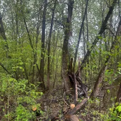 Fort River Trail - Amherst