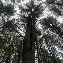 Fort River Trail - Amherst