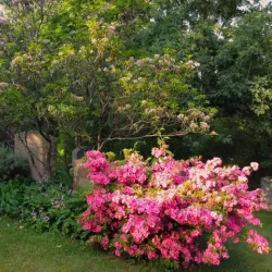 Wildwood Cemetery - Amherst