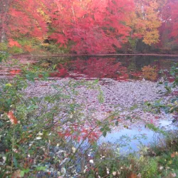 Wildwood Cemetery - Amherst