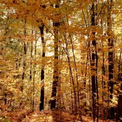 Wildwood Cemetery - Amherst