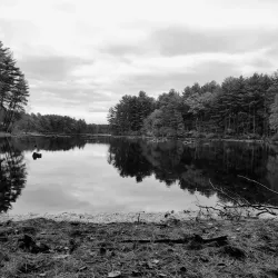 Harold Parker State Forest - Andover