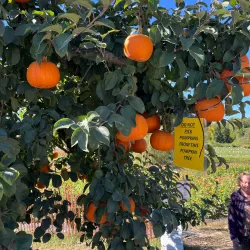 Smolak Farms - Andover