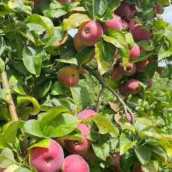 Smolak Farms - Andover