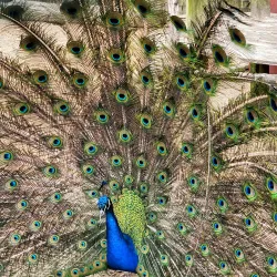 Smolak Farms - Andover