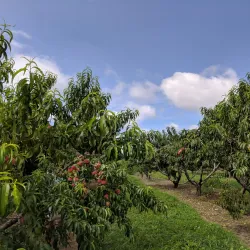 Smolak Farms - Andover