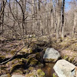 The Ashland Town Forest - Ashland