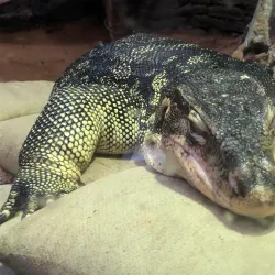 Capron Park Zoo - Attleboro