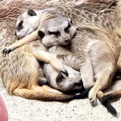 Capron Park Zoo - Attleboro