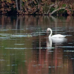 Ten Mile River Greenway - Attleboro