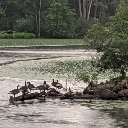 Middlesex Canal - Bedford