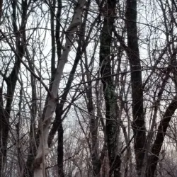 Shawsheen River Trail - Bedford