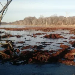 The Chestnut Hill Wildlife Sanctuary - Belchertown