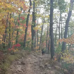 Wrentham State Forest - Bellingham