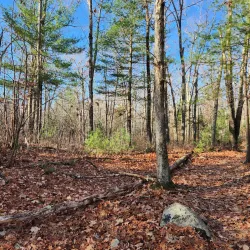 Wrentham State Forest - Bellingham