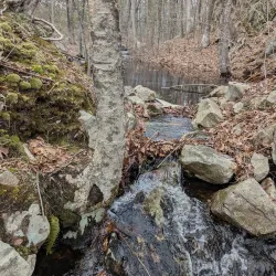 Wrentham State Forest - Bellingham