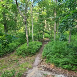 Wrentham State Forest - Bellingham