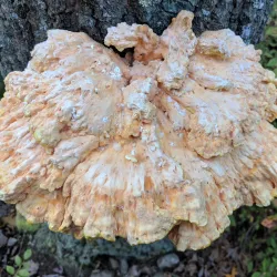 Wrentham State Forest - Bellingham