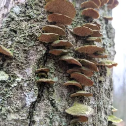 Wrentham State Forest - Bellingham