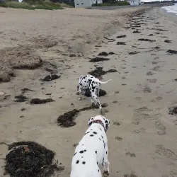 Prides Crossing Beach - Beverly