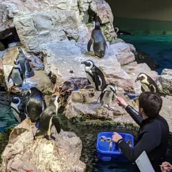 New England Aquarium - Boston