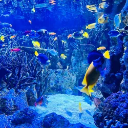 New England Aquarium - Boston