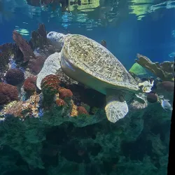 New England Aquarium - Boston