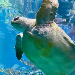 New England Aquarium - Boston