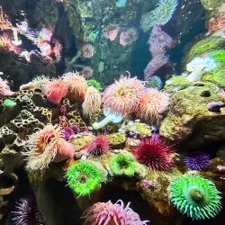 New England Aquarium - Boston