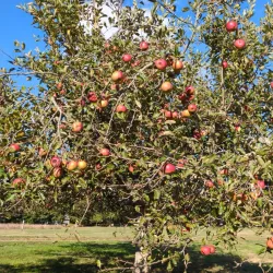 Bourne Farm - Bourne