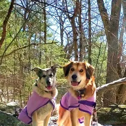 Wilson Mountain Reservation - Dedham