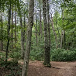 Wilson Mountain Reservation - Dedham