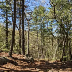 Wilson Mountain Reservation - Dedham