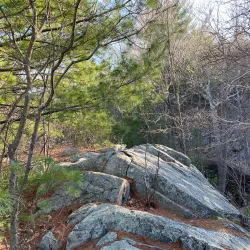 Wilson Mountain Reservation - Dedham