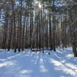 Wilson Mountain Reservation - Dedham