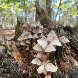 Wilson Mountain Reservation - Dedham