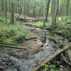Robinson State Park - Easthampton