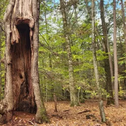 Robinson State Park - Easthampton