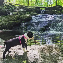 Robinson State Park - Easthampton